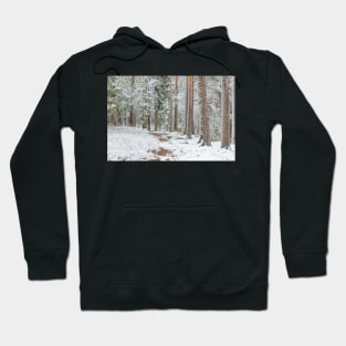 Beautiful serene winter forest landscape Hoodie